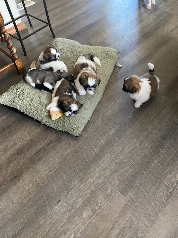 ADORABLE! 4 MALE & 3 FEMALE SHIH TZU PUPPIES