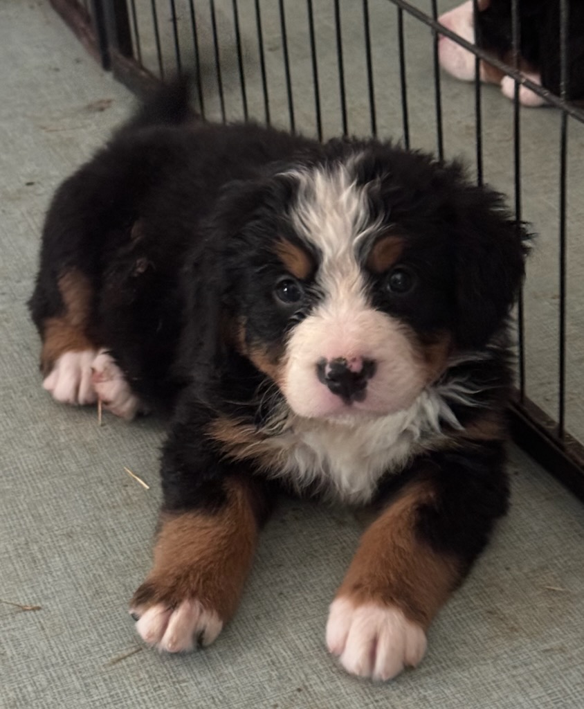 AKC BERNESE MOUNTAIN DOG PUPPIES