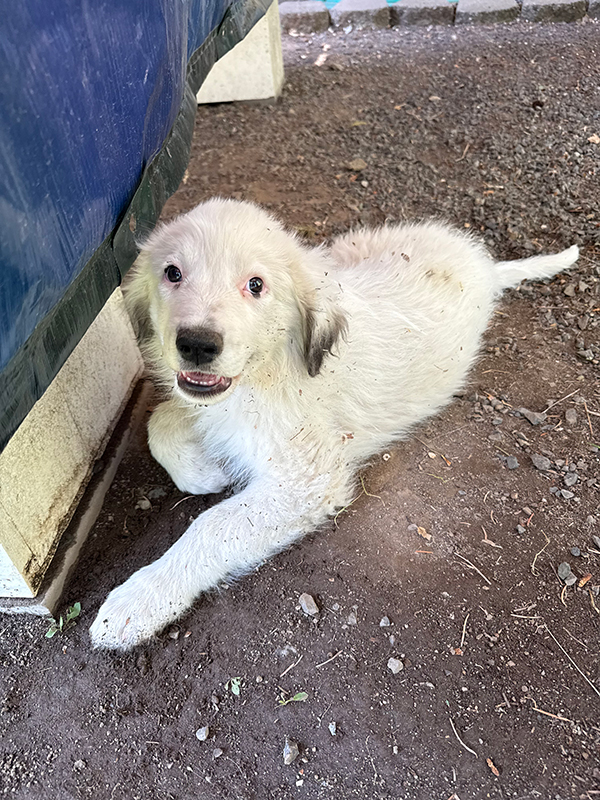 GREAT PYRENEES/ ANATOLIAN GUARD PUPS