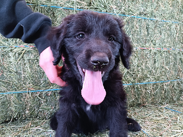 SHEPADOODLE PUPPIES