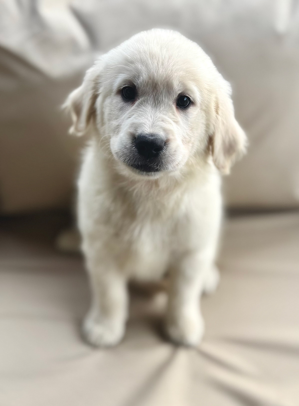 SWEET GOLDEN RETRIEVER PUPPIES