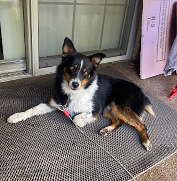 FOR ADOPTION ROSCO 1-1/2 YEAR OLD 