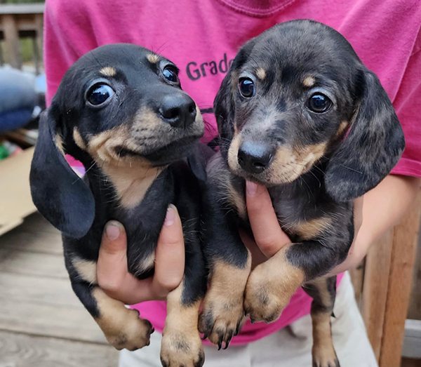 MINI DACHSHUNDS