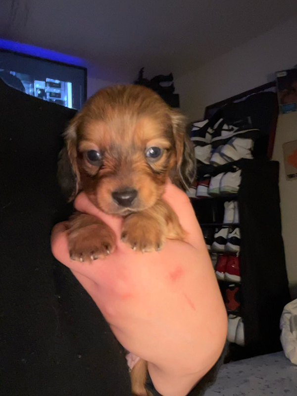 LONGHAIR MINIATURE DACHSHUND PUPPY!