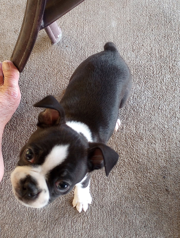 MALE BOSTON TERRIOR 8 WEEKS OLD