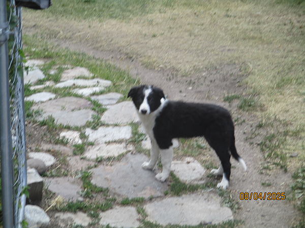 BORDER COLLIE FEMALE PUPPY