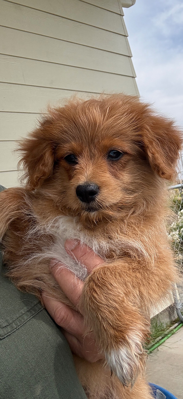 POMAPOO PUPPIES