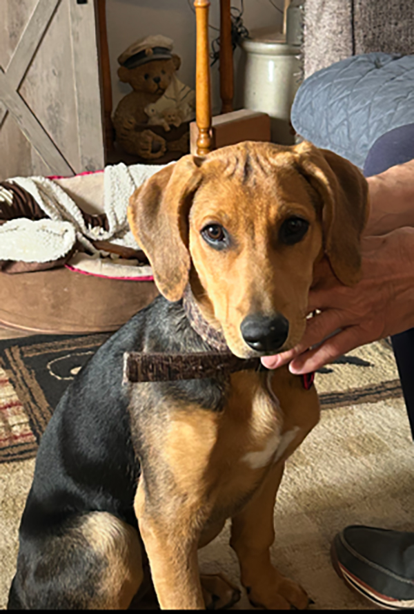 HOUND GERMAN SHEPHERD MIX PUPPY