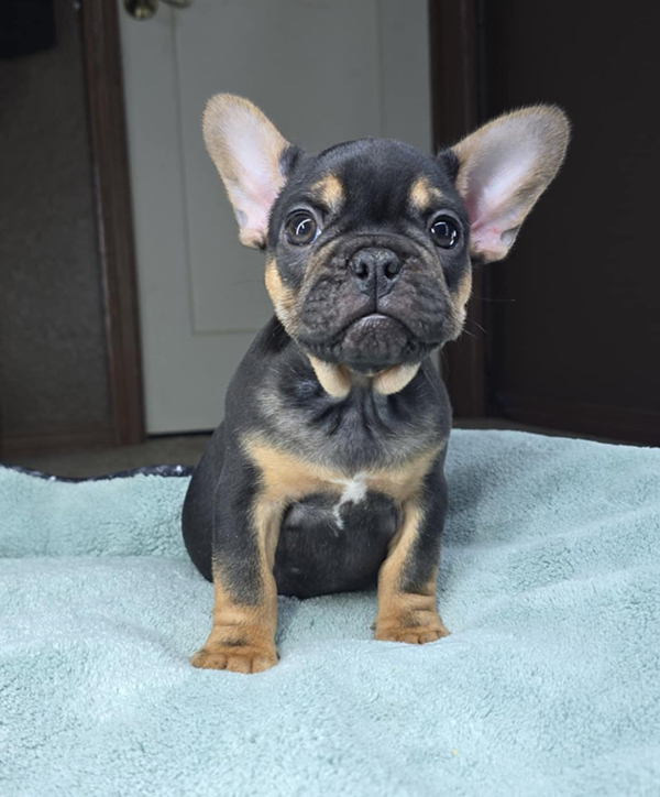ONE FRENCHIE