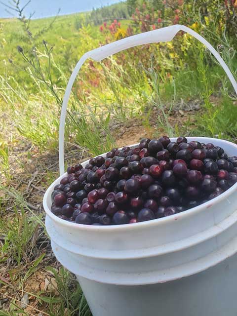 FRESH HUCKLEBERRIES 