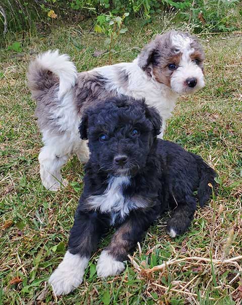 MINI AUSSIEDOODLE LITTER