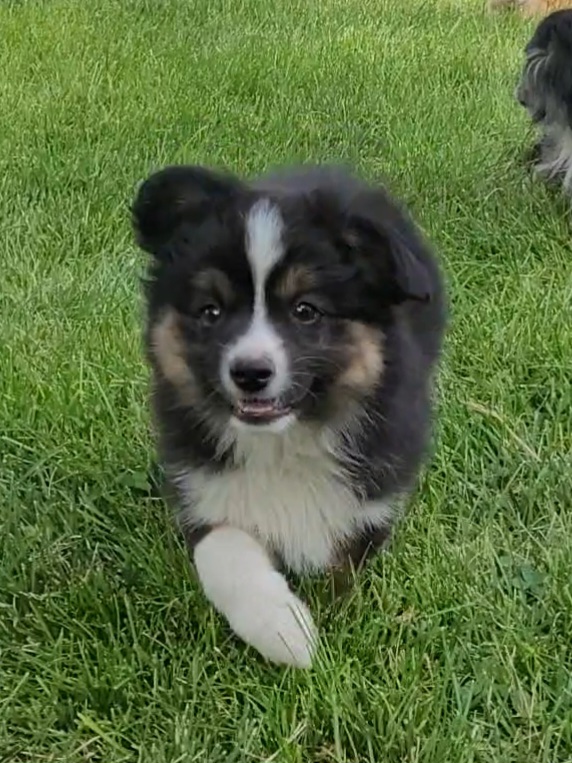MINI AUSSIE
