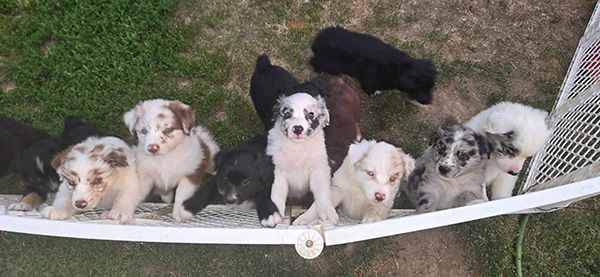 PUREBRED AUSSIE PUPPIES