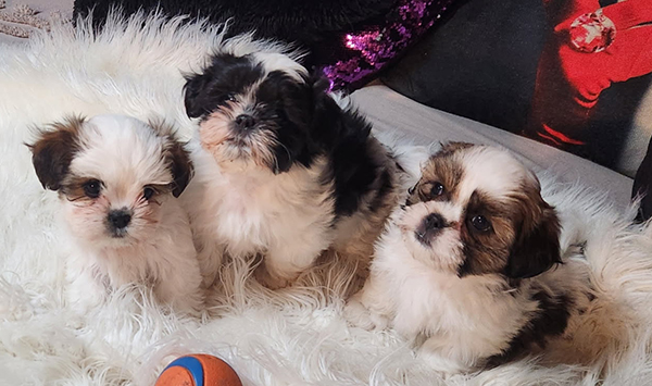 MALTE-TZU/ SHIMA PUPPIES