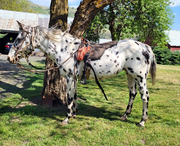 REG. ApHC APPALOOSA MARE- GREAT TRAIL HORSE!