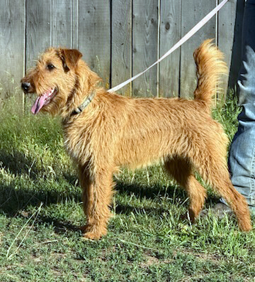 AKC IRISH TERRIER PUPPIES