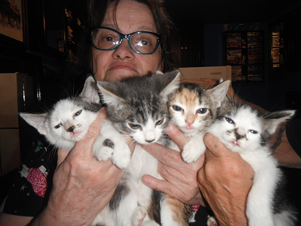 17 SWEET PLAYFUL ADORABLE KITTENS