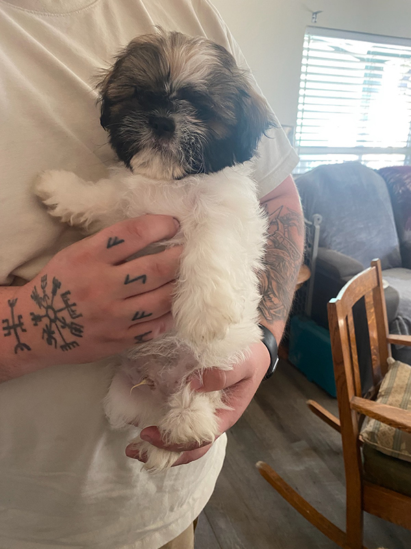 ADORABLE! 2 MALE SHIH TZU PUPPIES