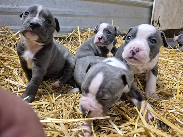 ONCE IN A LIFETIME LITTER