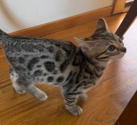 TICA BENGAL KITTENS