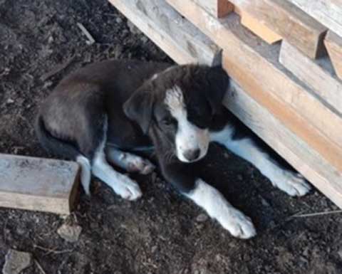 PYRENEES/ ANATOLIAN PUPPIES PLUS COLLIE PUPPIES 