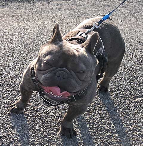 AKC MALE FRENCH BULLDOG