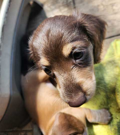 AKC MINIATURE DACHSHUND PUPPIES