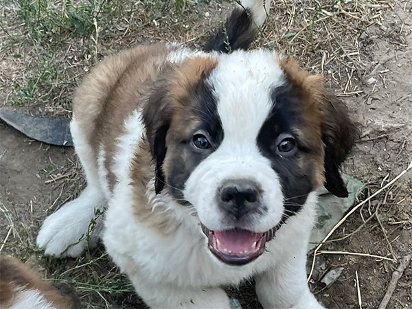 SAINT BERNARD PUPPIES