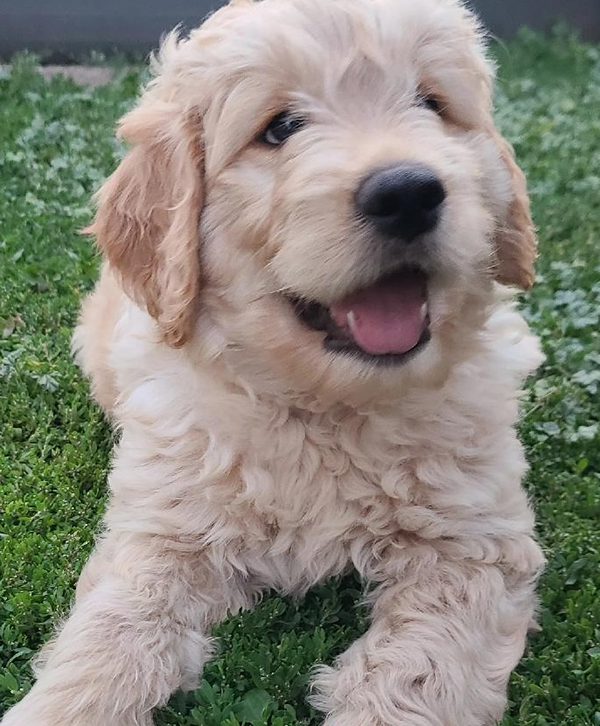 3 MALE F1B GOLDENDOODLES