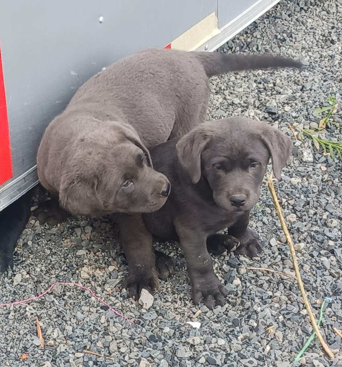 LAB PUPPIES 