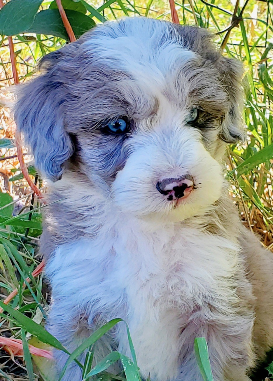 MINIATURE AUSSIEDOODLE PUPPIES