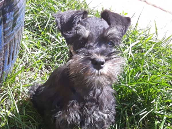 AKC REG. MINI SCHNAUZER MALE PUPPY