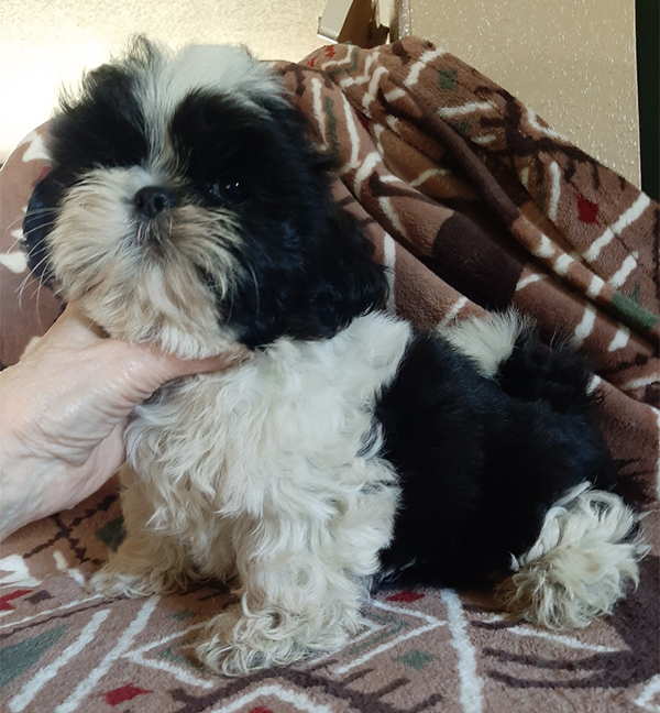GORGEOUS AKC SHIH TZU PUPPIES 