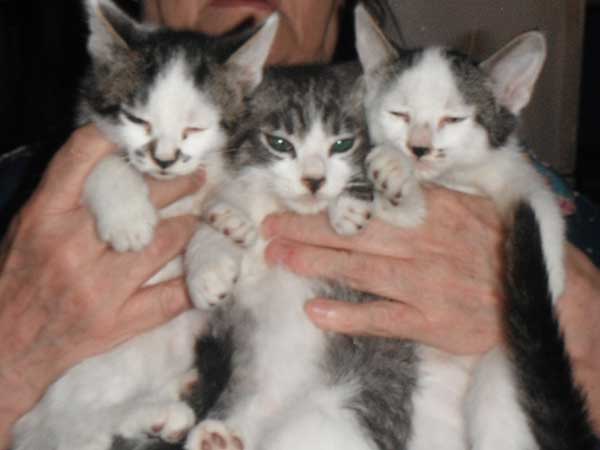 10 SWEET PLAYFUL ADORABLE KITTENS