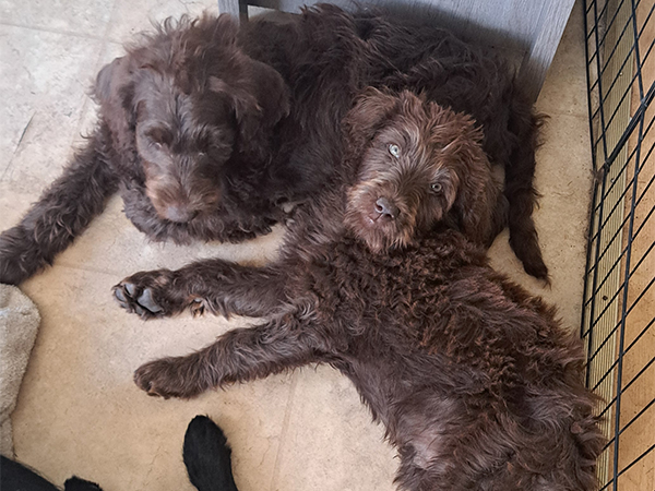 LABRADOODLES 