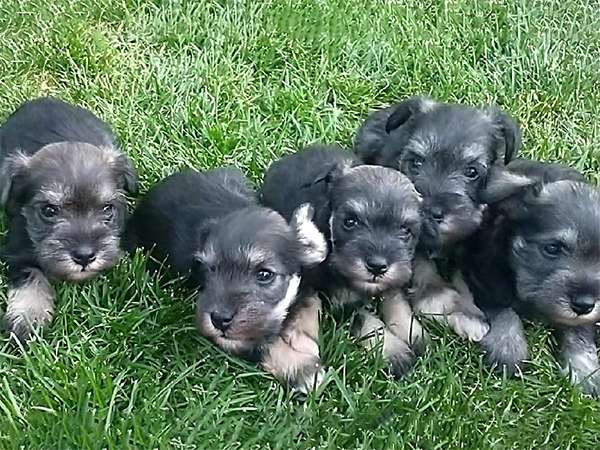 FAMILY RAISED PUREBRED MINIATURE SCHNAUZERS