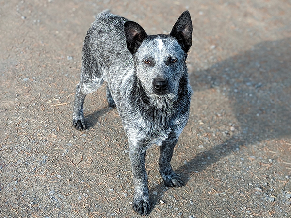 FEMALE BLUE HEELER