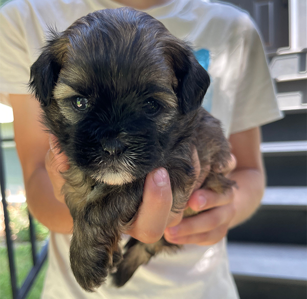 ADORABLE POODLE SHIH TZU MIX PUPPIES