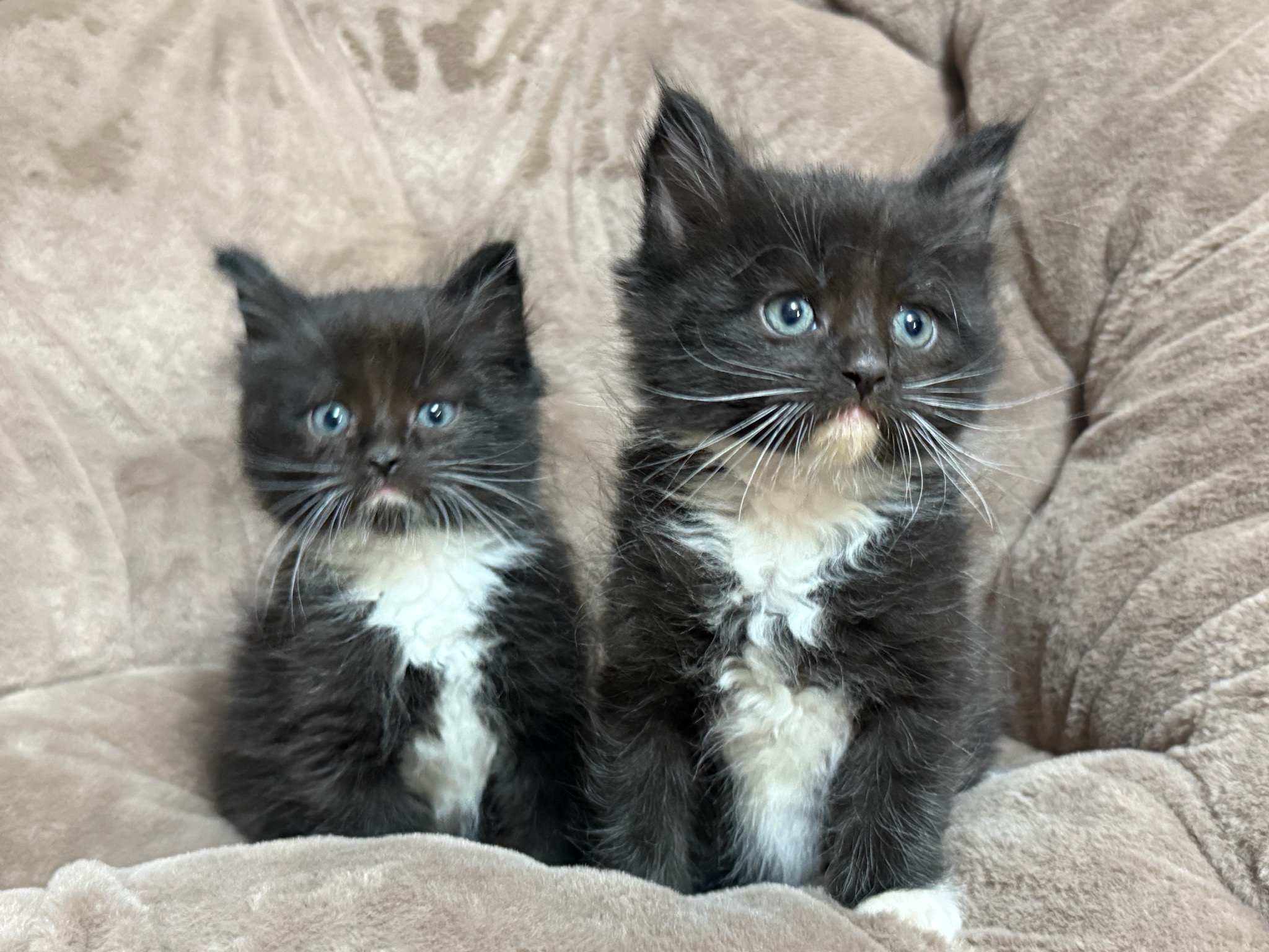 MAINE COON/ RAGDOLL MIX KITTENS