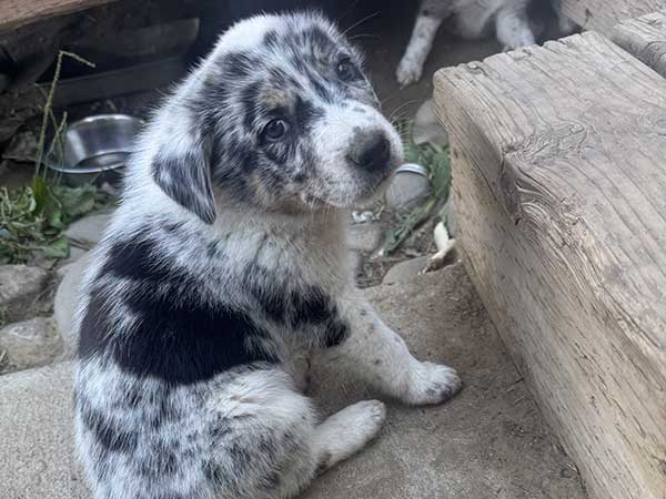 BORDER COLLIE HEELER PUPPIES