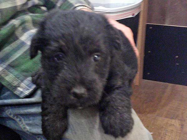AKC SCOTTISH TERRIER PUPPIES