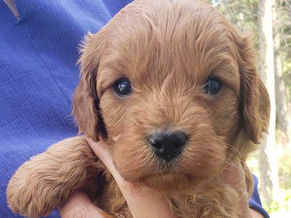 CAVAPOO PUPPIES