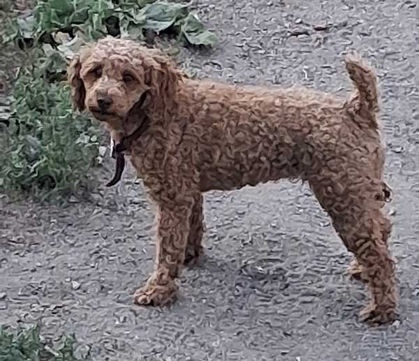 MINIATURE POODLE 