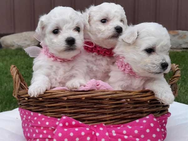 AKC BICHON FIRSE PUPPIES 