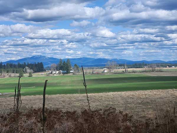 19.38 TREED ACRES WITH READY TO LIVE IN TINY HOME