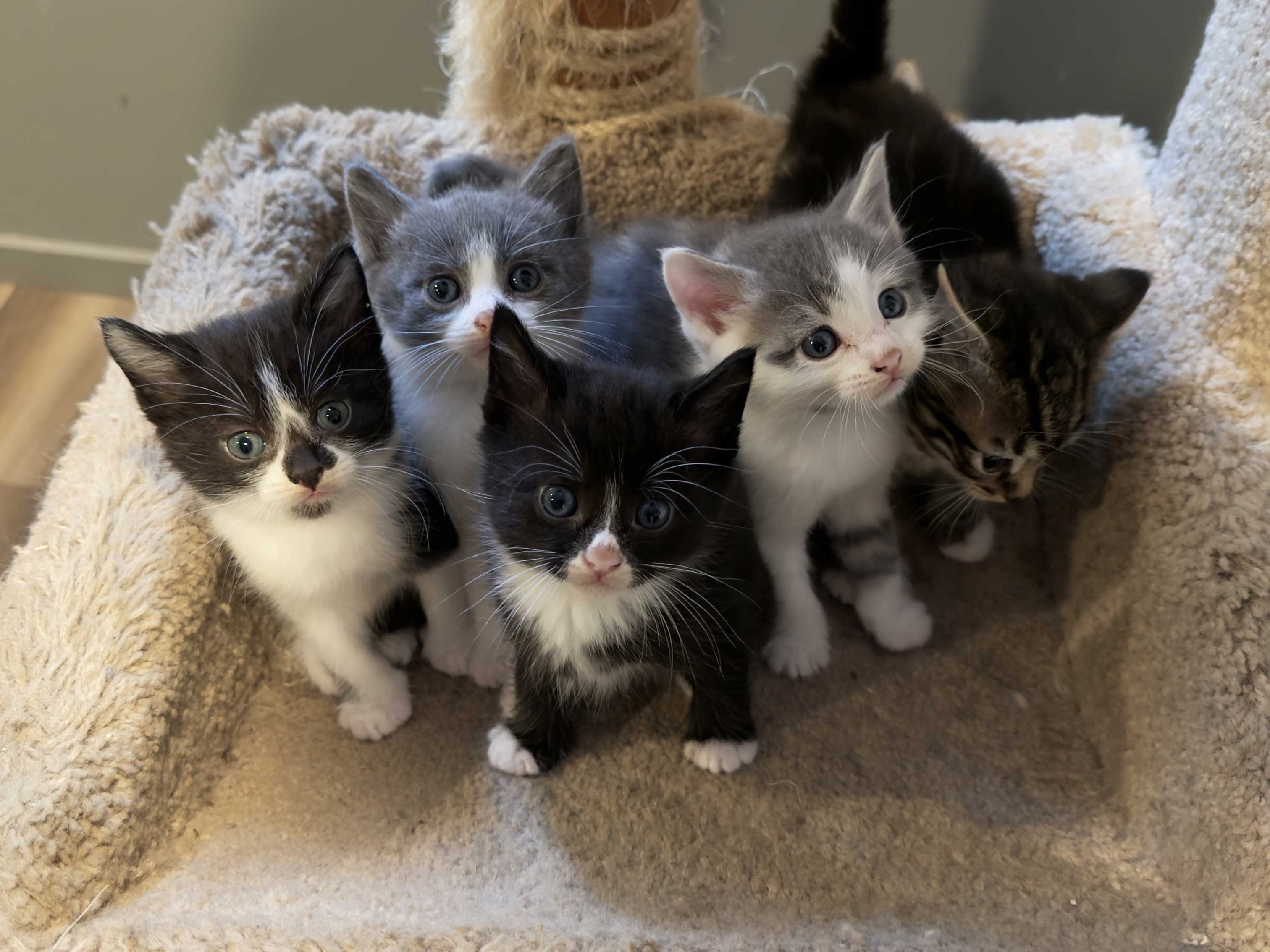 RAGDOLL KITTENS