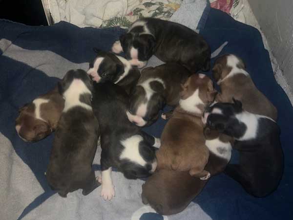 BOSTON TERRIER PUPPIES