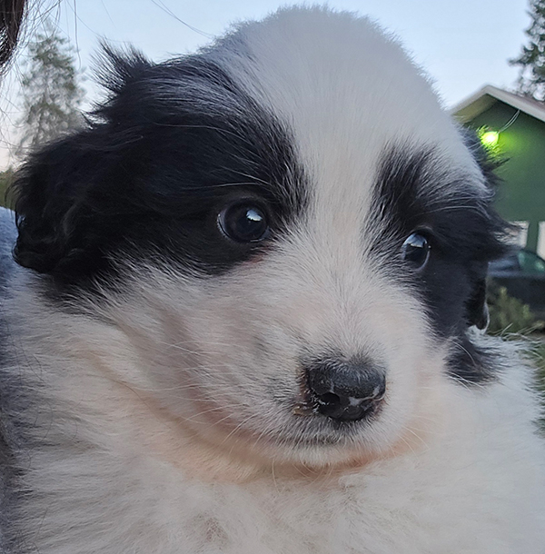 GREAT PYRENEES/ ANATOLIAN PUPPIES 