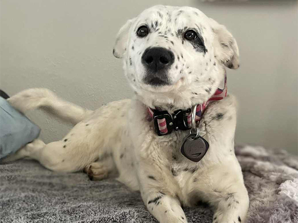 FEMALE CATTLE DOG, READY TO WORK!