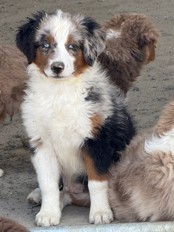 AKC REG. MINIATURE AMERICAN SHEPHERD PUPPIES